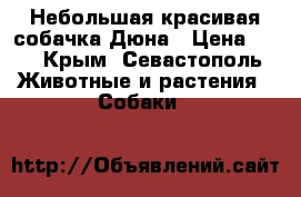 Небольшая красивая собачка Дюна › Цена ­ 1 - Крым, Севастополь Животные и растения » Собаки   